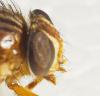 Mesembrinella sp.